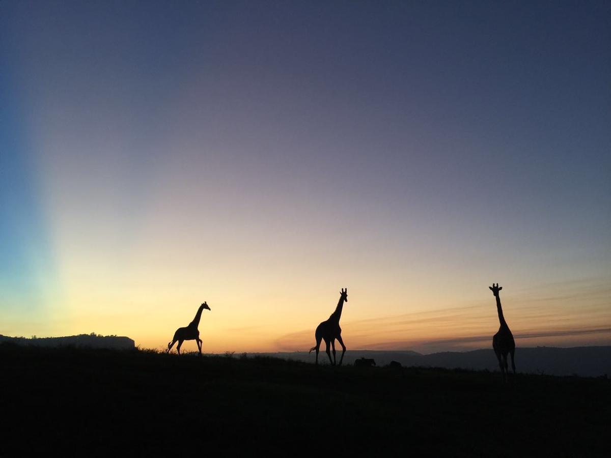 Phezulu Safari Park Villa Botha's Hill Exteriör bild
