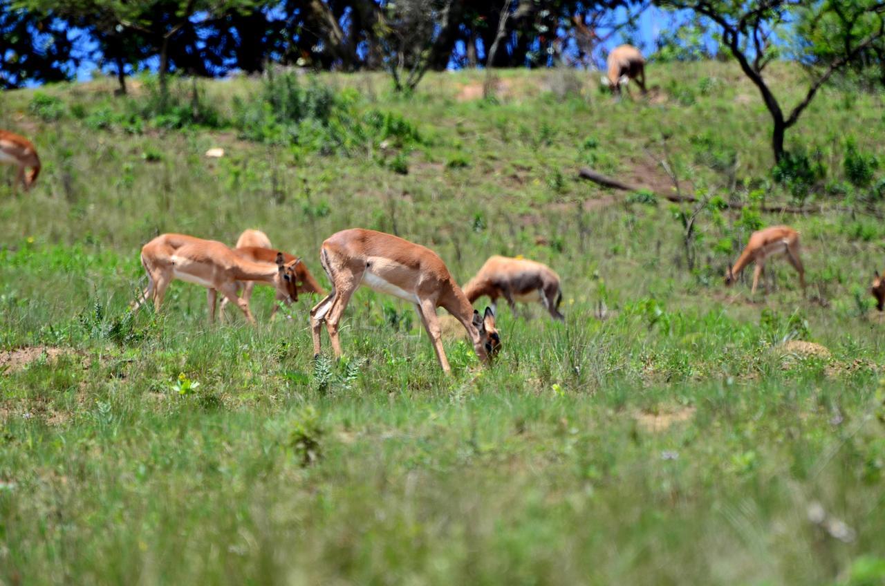 Phezulu Safari Park Villa Botha's Hill Exteriör bild